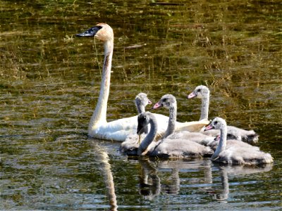 Trumpeter swan at Seedskadee National Wildlife Refuge