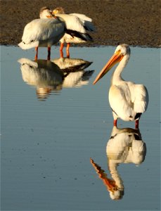 American White Pelican Bear River MBR