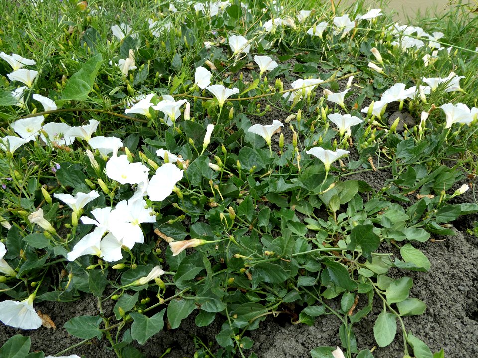 Convolvulus arvensis L., 1753