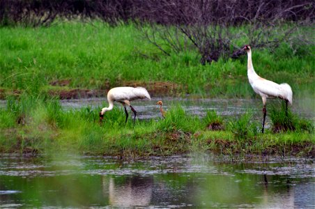 Whooping Crane Family photo