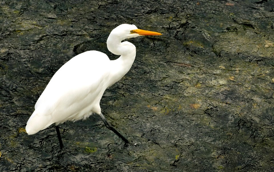 White Heron. photo