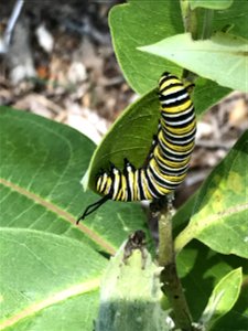 Monarch caterpillar eating photo