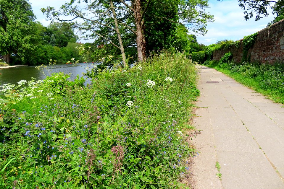 Wildflowers along the Dee.
