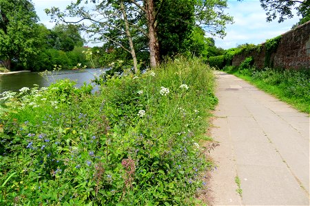 Wildflowers along the Dee. photo