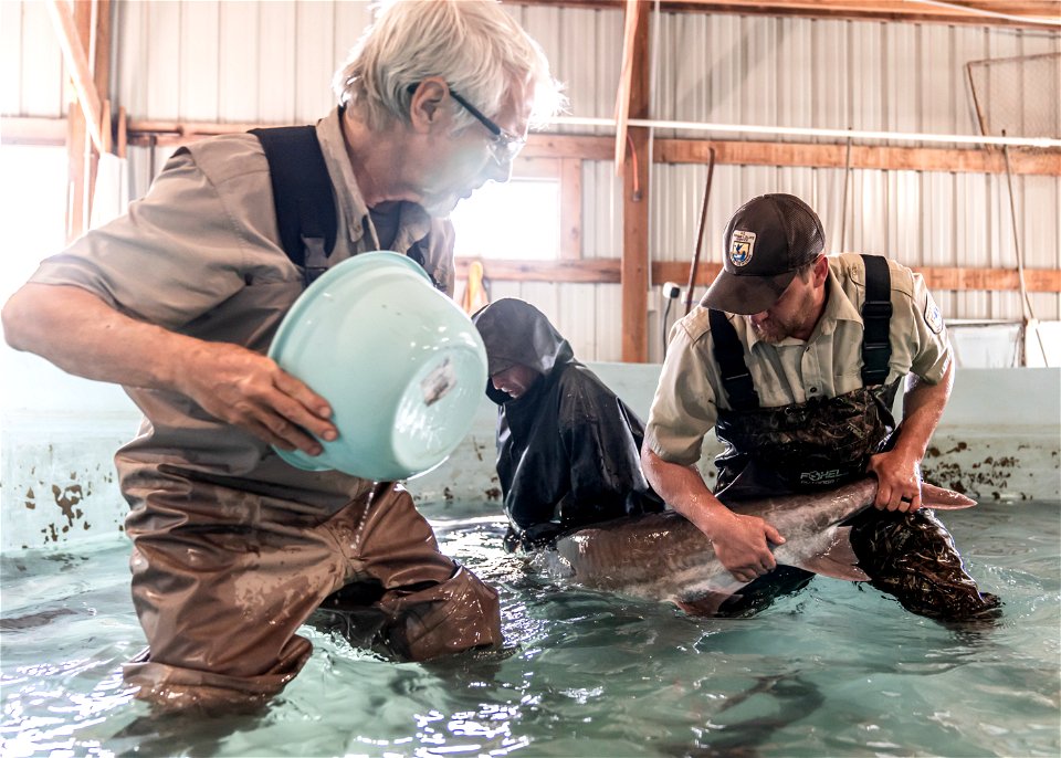 Spawning a Female Paddlefish