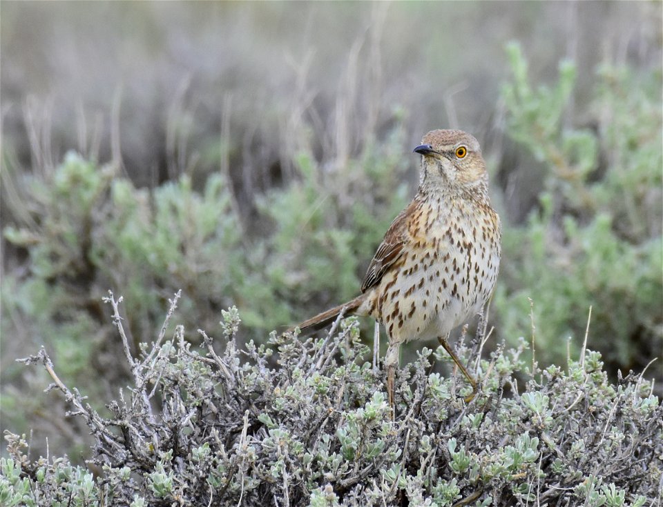 Sage thrasher at Seedskadee National Wildlife Refuge