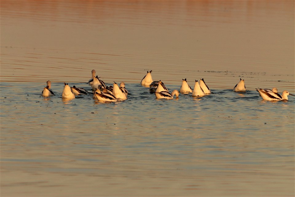 Fall Plumage American Avocets Huron Wetland Management District