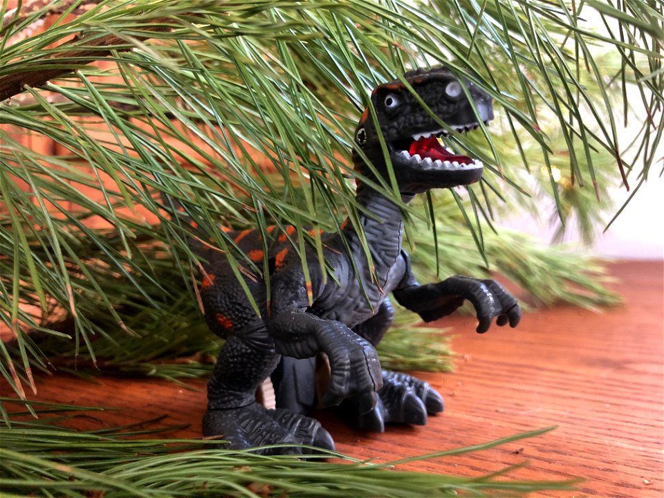 2022/365/345 Raptor in the Pines