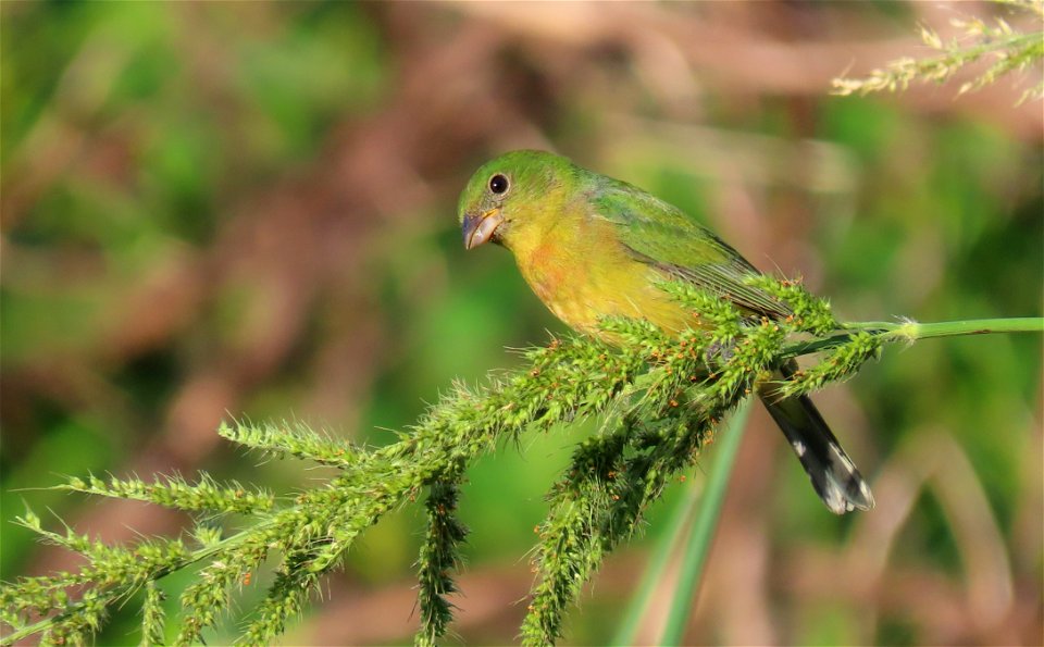 Painted Bunting