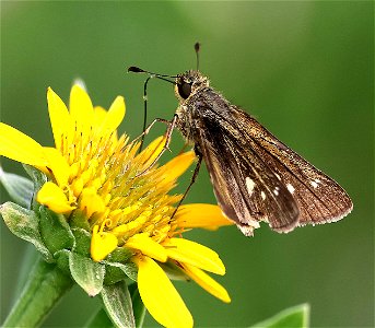 SKIPPER, OBSCURE (Panoquina panoquinoides) (02-18-2023) south texas ecotourism center, laguna vista, cameron co, tx -05