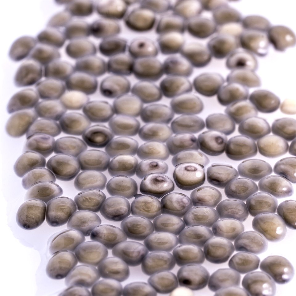 Pallid Sturgeon Eggs