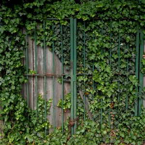 Gate on Clark Street in Andersonville