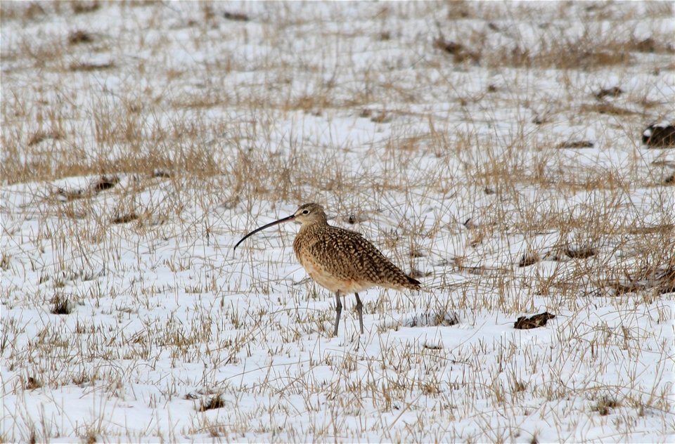 Snowy Curlew photo