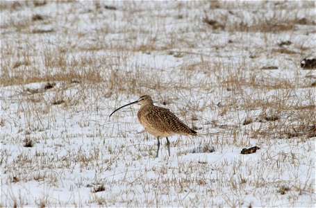 Snowy Curlew photo