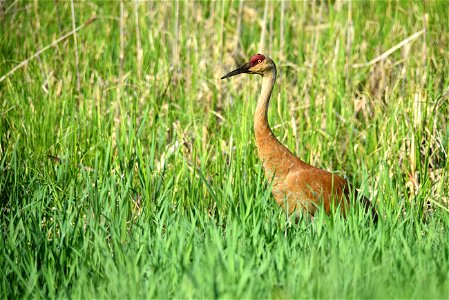 Sandhill crane photo