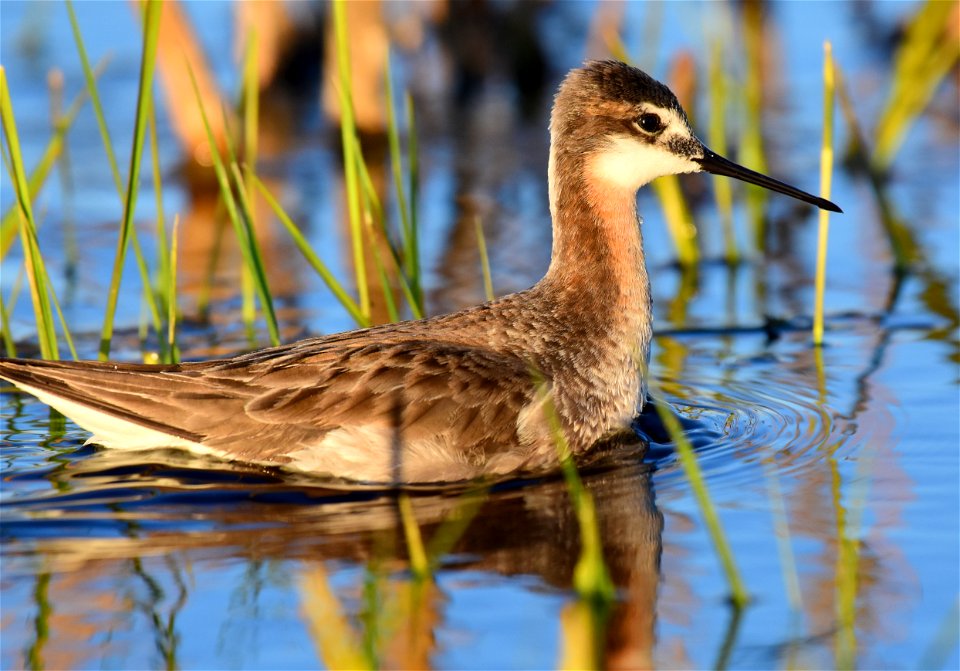 Wilson's phalarope at Seedskadee National Wildlife Refuge