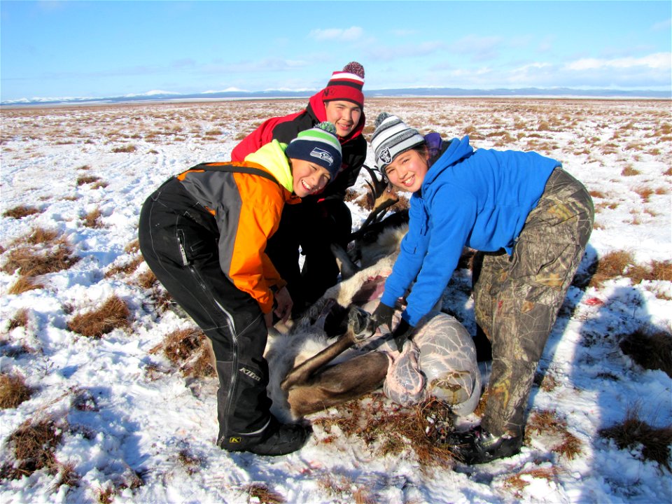 2015_Selawik_SC_working on caribou