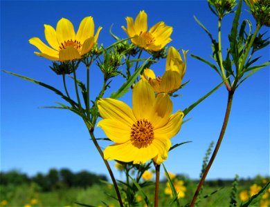 Tickseed sunflowers photo