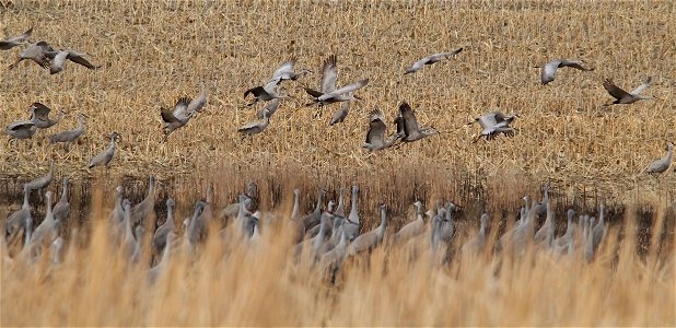 Sandhill Cranes Huron Wetland Management District South Dakota