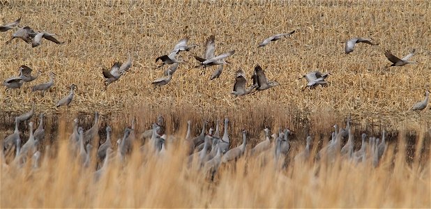 Sandhill Cranes Huron Wetland Management District South Dakota photo