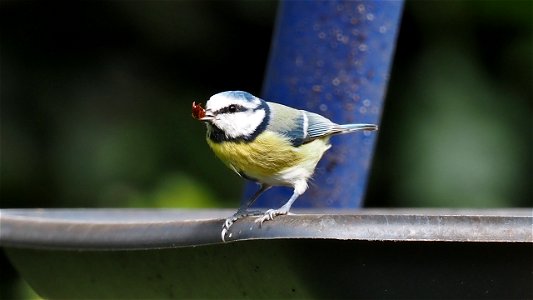 Die Blaumeise hat ein Stückchen Pekannuß erwischt
