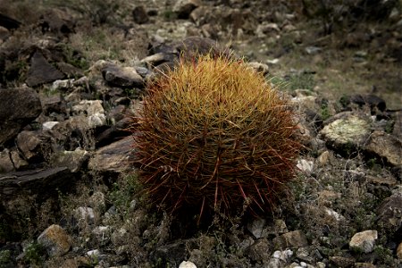 California barrel cactus (Ferocactus cylindraceus) near Pinto Mountain