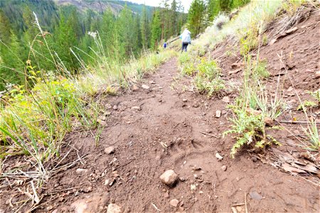 Bear tracks on the Upper Miller Creek Trail