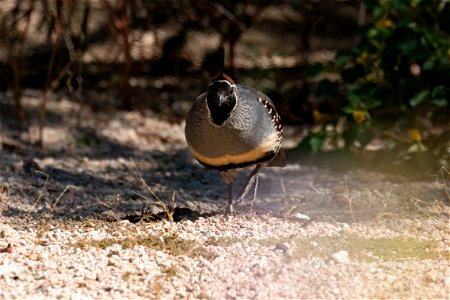Gambel's quail photo