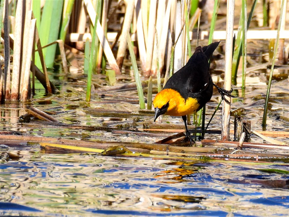 Yellow headed blackbird at Seedskadee National Wildlife Refuge