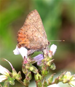 ELFIN, BROWN (Callophrys augustinas) (6-28-2021) mile 7.3 clearing, jawbone road, smith river nat rec area, del norte co, ca -03