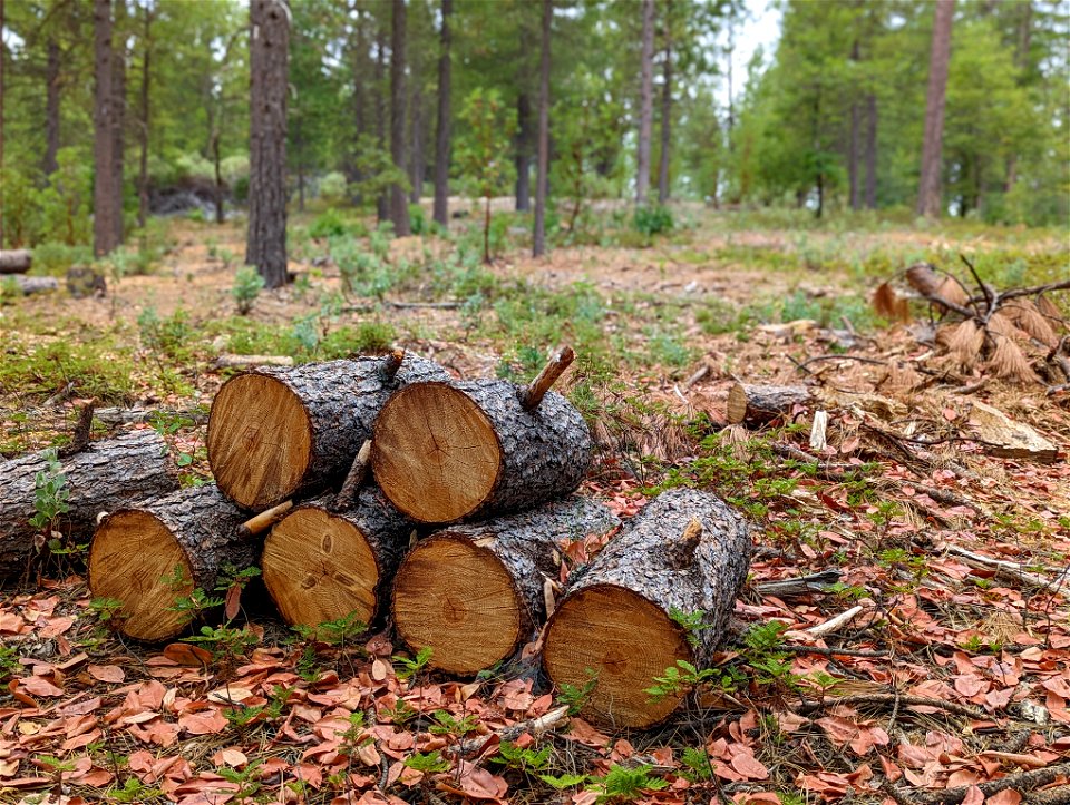 Stacked Fuels at 'Inimim Forest