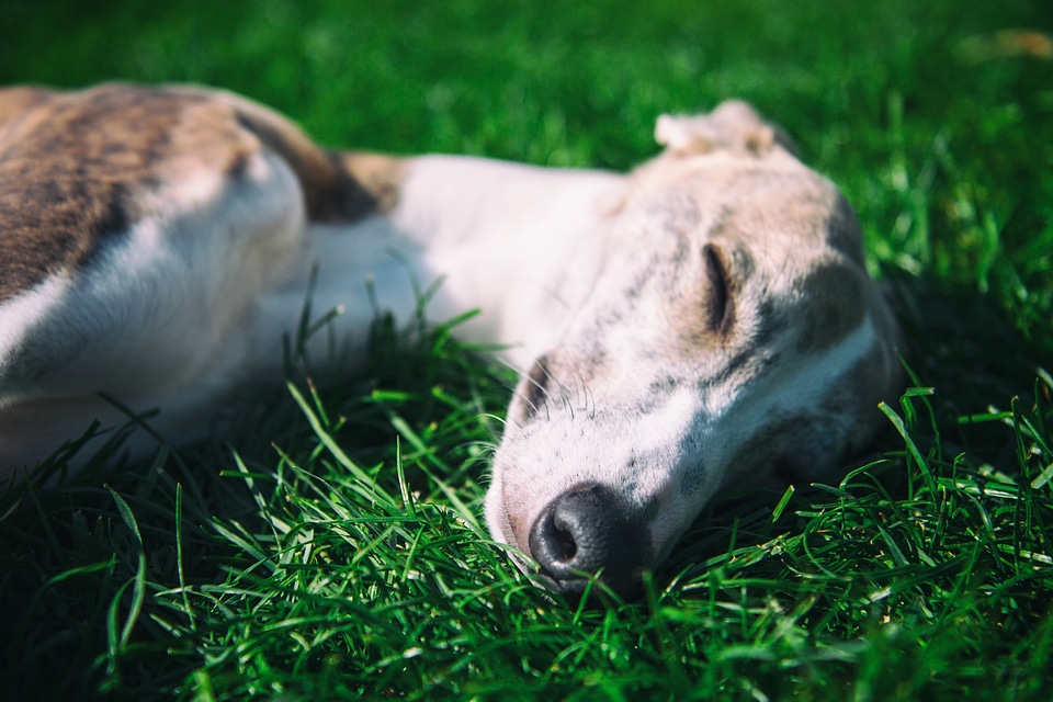 Sleeping Whippet photo