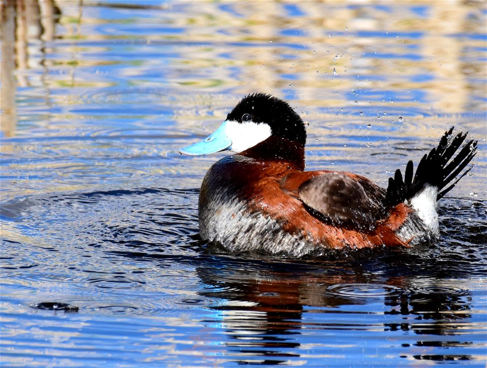 Ruddy duck at Seedskadee National Wildlife Refuge