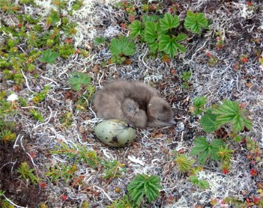 Nest of long-tailed jaeger photo