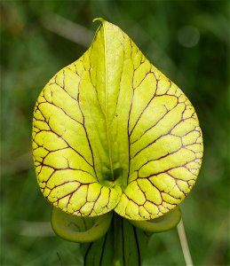 NC 25 - YELLOW PITCHER PLANT (Sarracenia flava) (05-20-2023)green swamp ecological area, brunswick co, nc -18