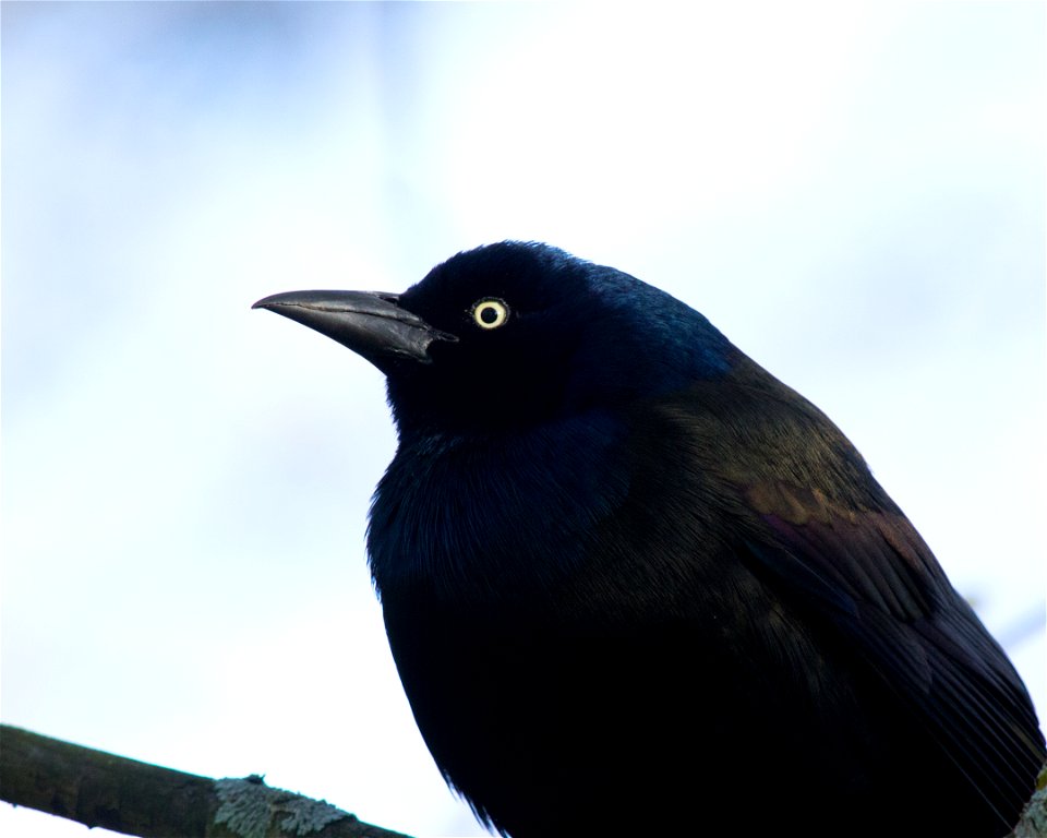 Common Grackle photo