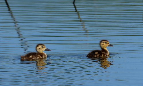 Mallard Ducklings Huron Wetland Management District South Dakota