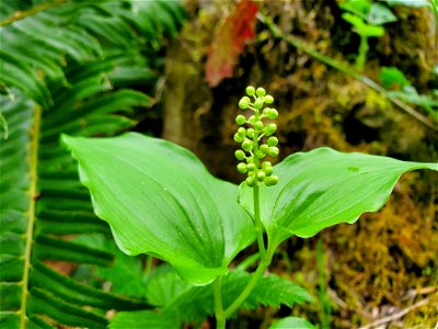 False Lily of the Valley, Mt. Baker-Snoqualmie National Forest. Photo by Anne Vassar May 17, 2021.