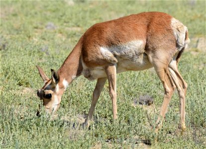 Pronghorn at Seedskadee National Wildlife Refuge photo