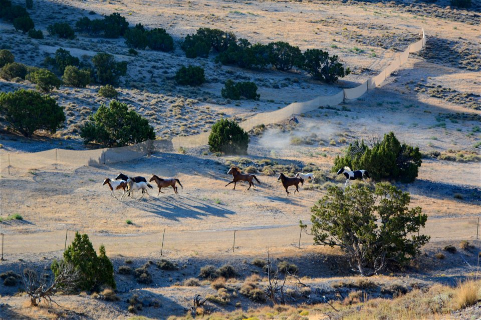 2021 Conger Herd Management Area Gather