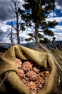 Collecting Whitebark Pine Cones