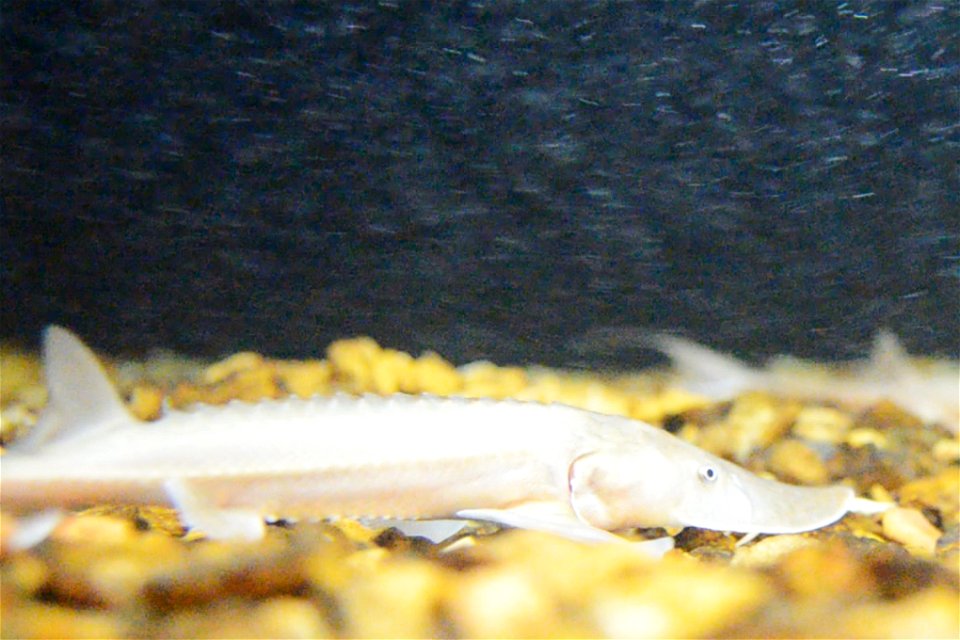 Juvenile Pallid Sturgeon photo