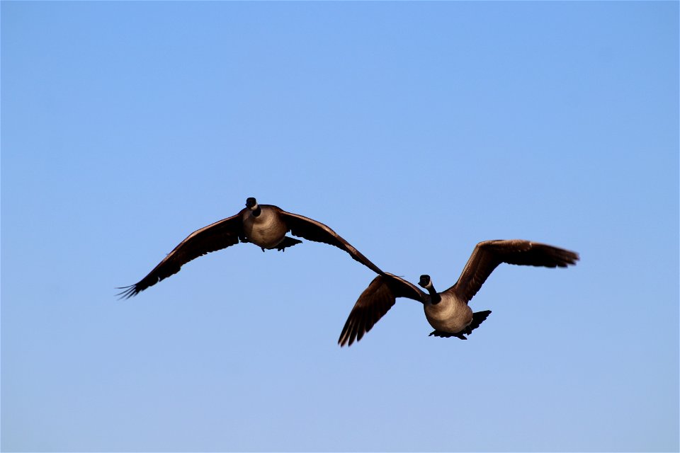 Canada Geese Flying Owens Bay Lake Andes National Wildlife Refuge South Dakota