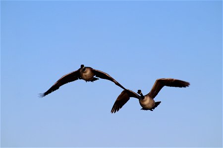 Canada Geese Flying Owens Bay Lake Andes National Wildlife Refuge South Dakota photo