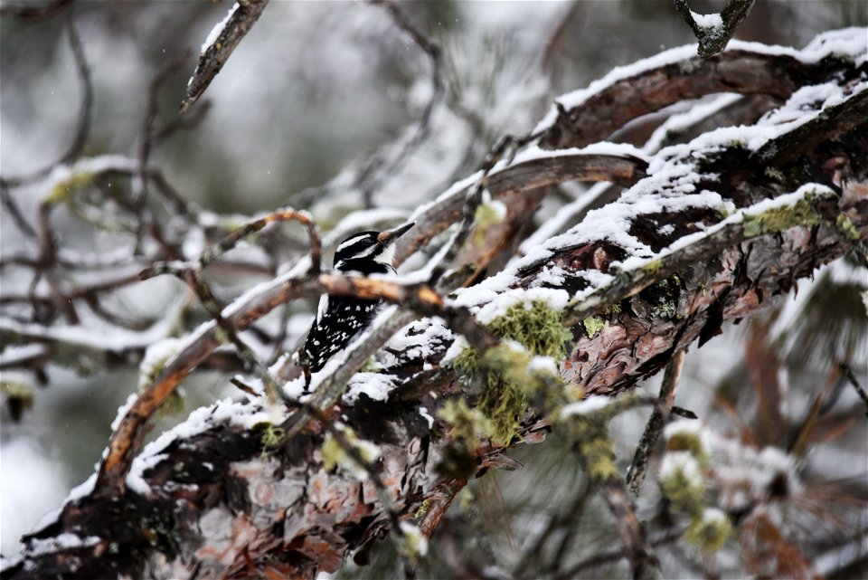 Hairy woodpecker