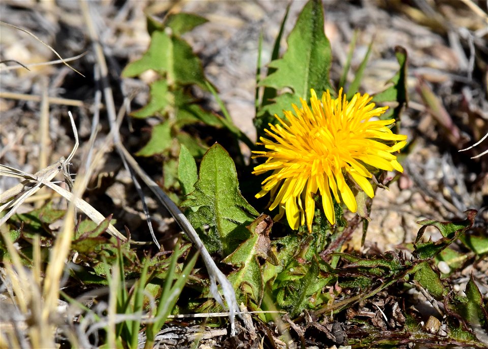 Dandelion on Seedskadee National Wildlife Refuge