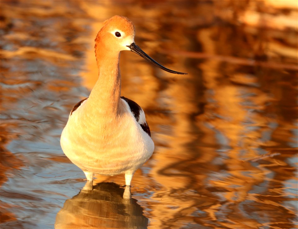 American Avocet Huron Wetland Management District, South Dakota