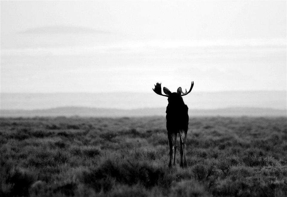 Moose at Seedskadee National Wildlife Refuge