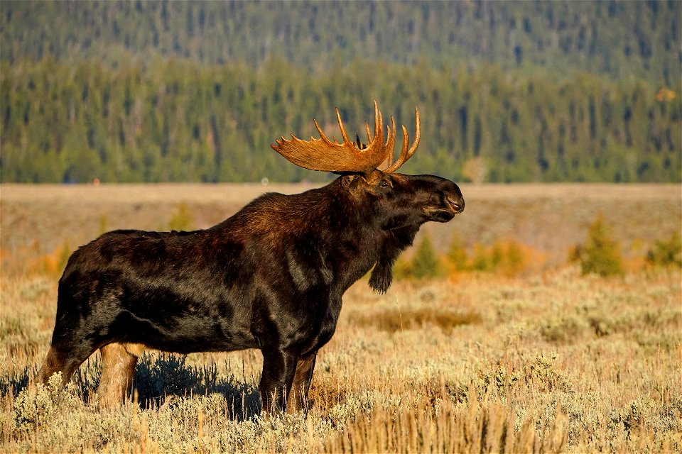 Moose