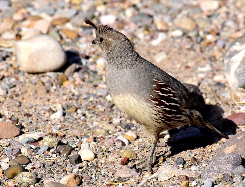 Gambel's quail in Arizona